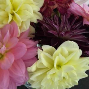 Meet your Posher, Linda